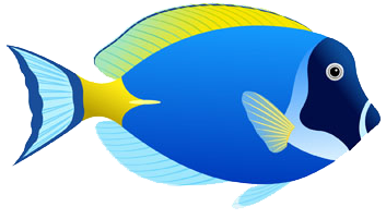 Damselfish